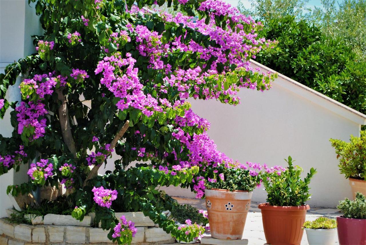 Villa Micic Zadar Exteriör bild